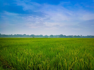 Rice flied sunset so cool.Rice fields paddy green farmer.