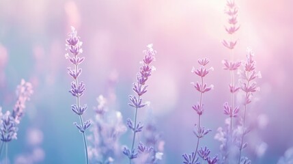 Obraz premium A light dusty pastel background featuring pale lavender and baby blue tones in a soothing gradient