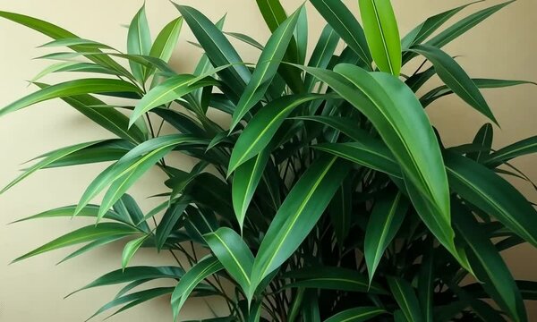 Lush Green Rhapis Excelsa Plant Against a Beige Wall