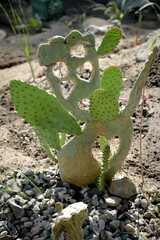 Nopal plant a Mexican food apart from being a delicious food has an infinite number of medicinal...