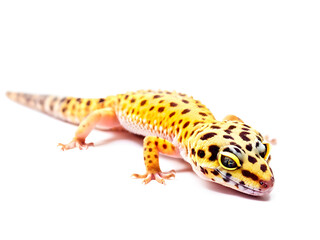 Obraz premium A leopard gecko isolated on a white background