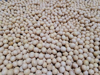 메주콩 두부콩 콩나물콩