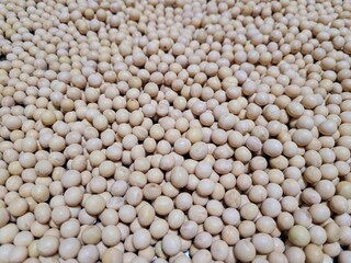 메주콩 두부콩 콩나물콩