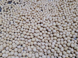 메주콩 두부콩 콩나물콩