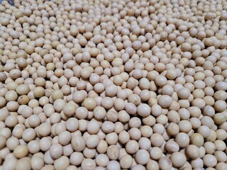 메주콩 두부콩 콩나물콩