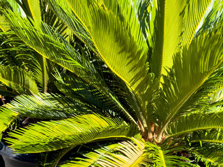 A view of a king sago palm.