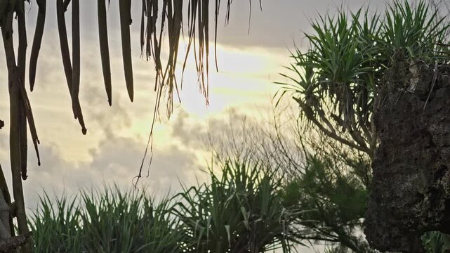 Tropical Evening Sky Framed by Screwpine Trees (Pandan Laut)
