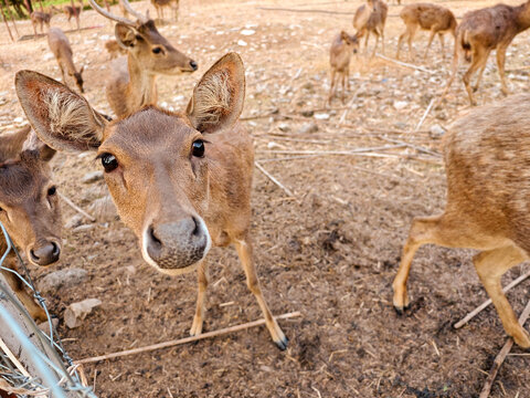 Doe in Deer park ,selective focus on her eyes