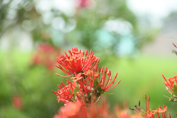 Ashoka flowers bloom beautifully in the dry season in rural areas of Indonesia