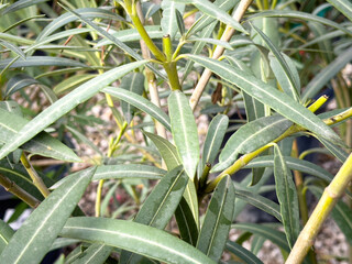 A view of several leaves from the standard oleander plant.
