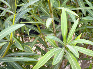 Obraz premium A view of several leaves from the standard oleander plant.