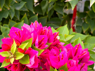 A view of pink colored bracts of the bougainvillea plant.