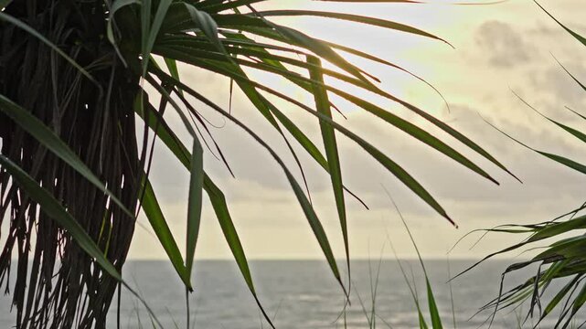 Tropical Sunset Sky over Ocean with Pandanus Leaves in Foreground