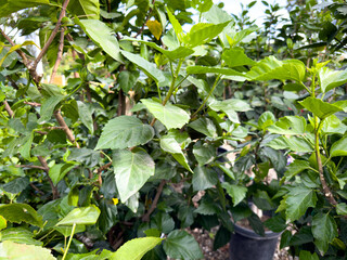 A view of leaves from the hibiscus plant.