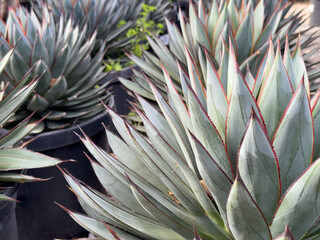 A view of several blue glow agave plants.
