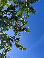 green leaves against blue sky