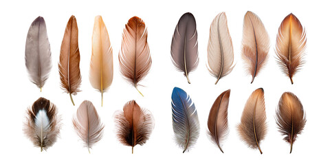 Beautiful Collection of Transparent Feathers on Background