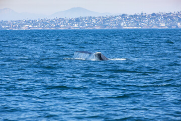 Fototapeta premium A view of a tail fluke of a humpback whale, seen off the coast of Southern California.