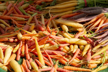 A view of a table of colored carrots, seen at a local farmers market.