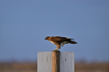 Red-tailed Hawk Perched on a Pole