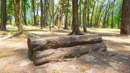 Rustic Wooden Logs on Sandy Ground. Natural Wooden Log on Sandy Ground in Forest	