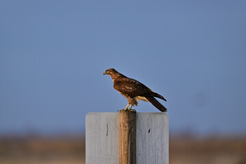 Red-tailed Hawk Perched on a Pole