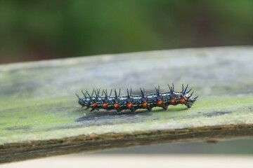 Caterpillar or larva of the butterfly Doleschallia bisaltide