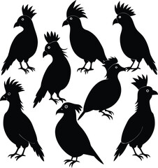 Fototapeta premium turaco Africa black color is silhouette vector 