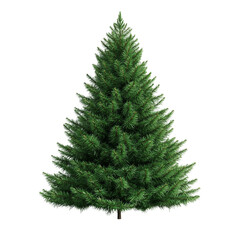 Large green pine tree stands alone on transparent background.