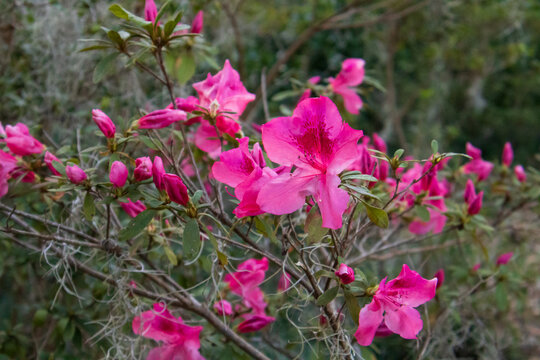 pink flowers in winter