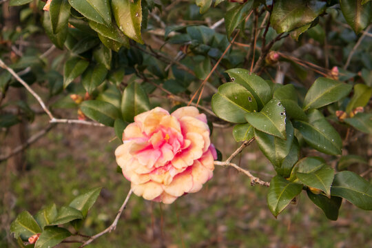 pink rose in the garden