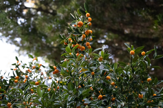 orange tree with fruits