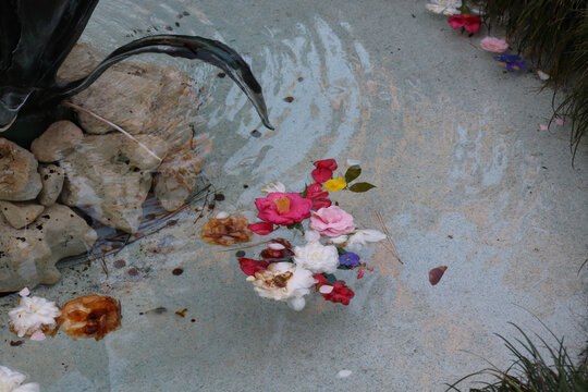 flowers in a pond