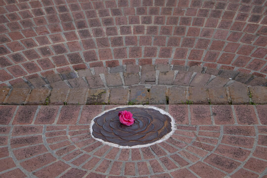 flower on the stone
