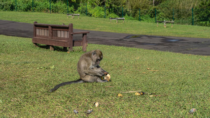 A monkey is sitting on the green grass in the park, holding a banana, looking at it. There's a piece of bread next to it. Fluffy beige fur, long tail.Side view.A wooden bench on the side of a footpath