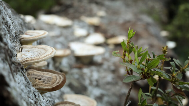 close up of a trunk
