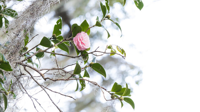 flower pink rose under clear sky