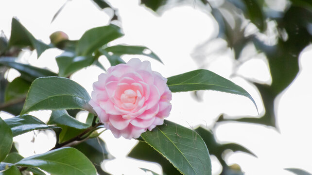 pink rose on white background
