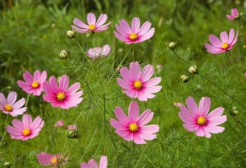 Fototapeta premium A field of pink cosmos flowers in bloom