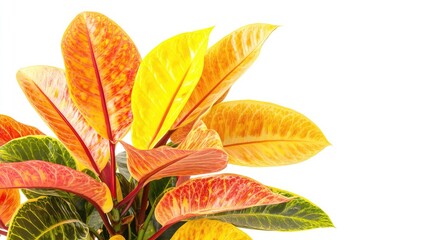 Obraz premium Vibrant Variegated Leaves of a Tropical Plant