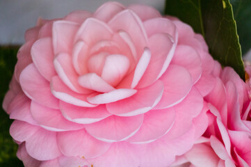 Obraz premium pink rose flower close up