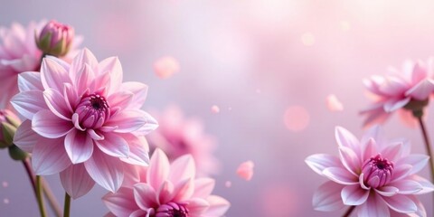 Fototapeta premium Delicate Pink Dahlias in Soft Focus with Floating Petals A Serene Floral Image