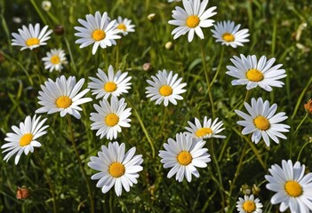 Fototapeta premium A close-up of a bunch of daisies in a green meadow with the sun shining down on them