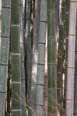 bamboo forest background