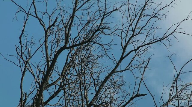ry wooden branches on bright clouds background