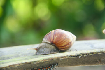 Lissachatina Fulica or land snail belonging to the Achatinidae family. Lissachatina fulica is a species of land snail originating from East Africa