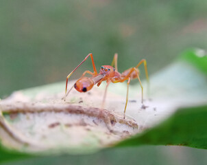 A closeup view ant-mimicking spider