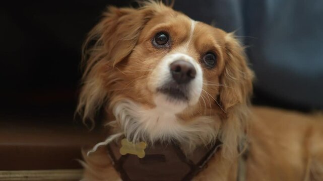 Kokoni Dog stares at owner