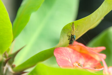 Oxyopidae species of small spiders that live on plants, oxyopidae that prey on green flies or...