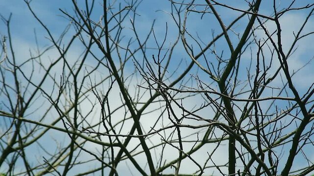 ry wooden branches on bright clouds background